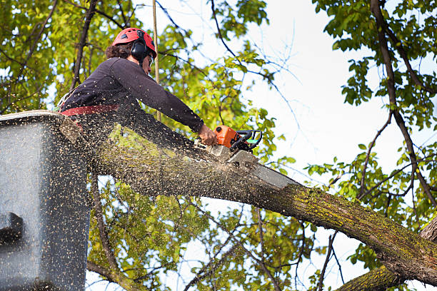 Best Tree Pruning Services  in Tano Road, NM